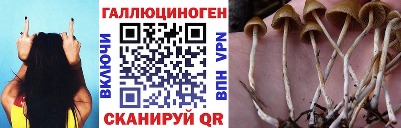 Галлюциногенные грибы Cubensis  Купить где  Сокол 